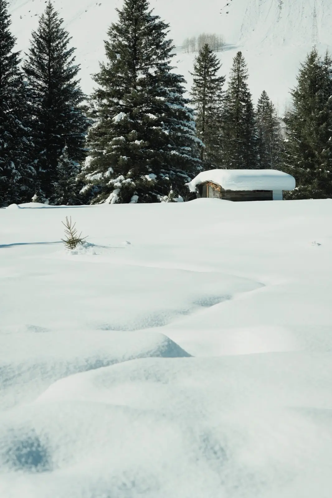 A cabin surrounded by snow and forest